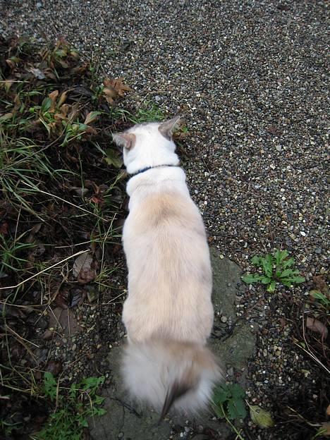 Balineser Naomi R.I.P - Nu er jeg den der er gået :-) billede 13