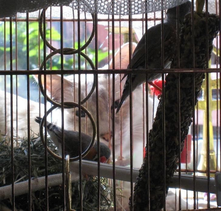 Balineser Naomi R.I.P - Elsker at kikke på fuglene billede 14