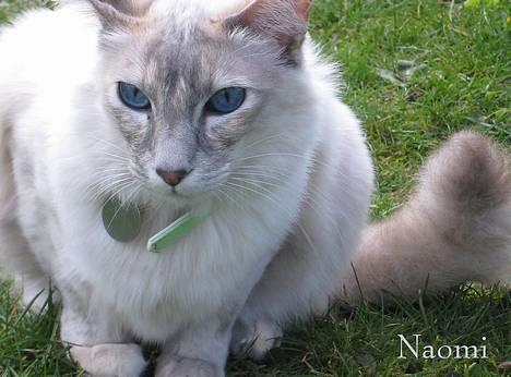 Balineser Naomi R.I.P billede 15