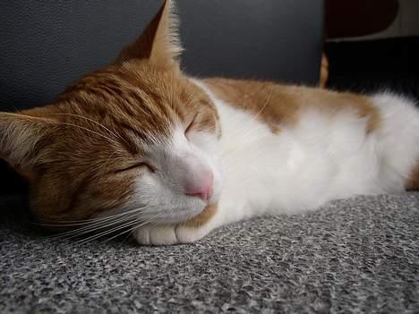 Huskat Mickey - zzzzzzz billede 16
