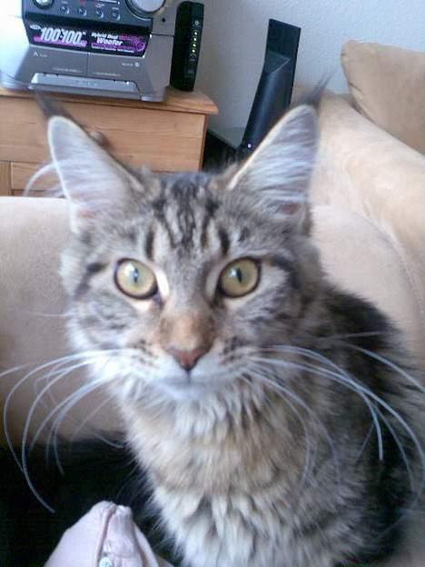 Maine Coon Sally billede 8