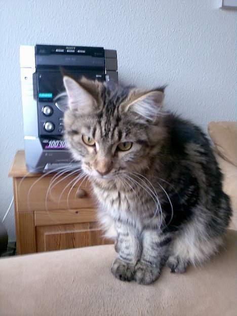 Maine Coon Sally billede 9