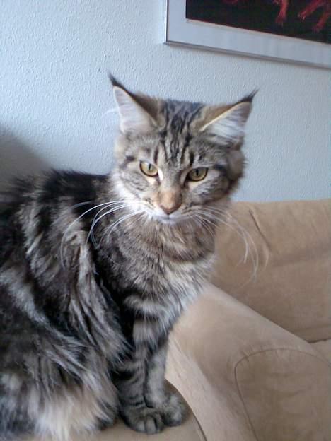 Maine Coon Sally billede 10