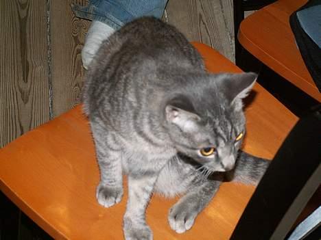 Huskat Graulund billede 18