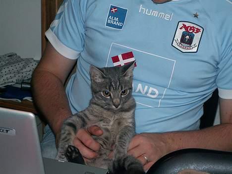 Huskat Graulund billede 19