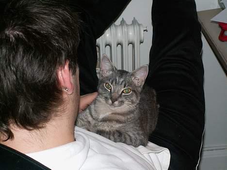 Huskat Graulund billede 20