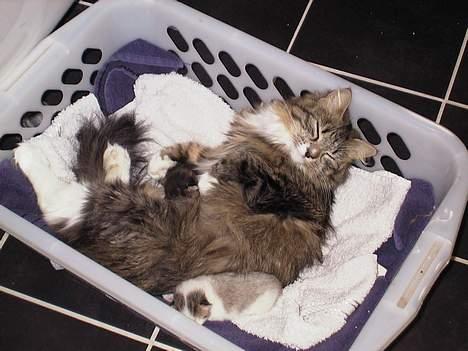 Blanding af racer Berha - Det er godt nok en skarp biltz. billede 1