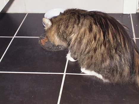 Blanding af racer Berha - Der skal også være tid til at spise billede 2