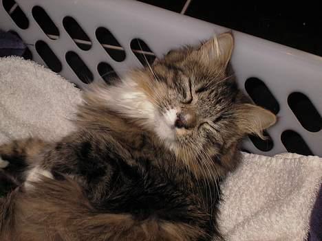 Blanding af racer Berha - Er jeg ikke bare lækker billede 3