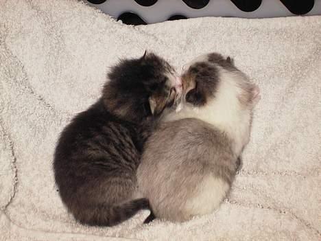 Blanding af racer Berha - Berthas killinger. Den mørke er Oskar og den lyse Josefine. billede 4