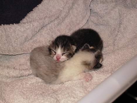 Blanding af racer Berha - Oskar og Josefine billede 5