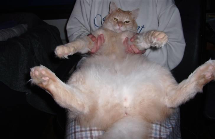 Norsk Skovkat Westerberg´s Wilbur - Er heeelt færdig billede 1