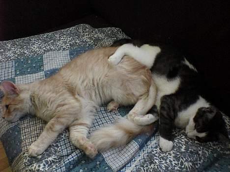 Norsk Skovkat Westerberg´s Wilbur - Der puttes billede 2