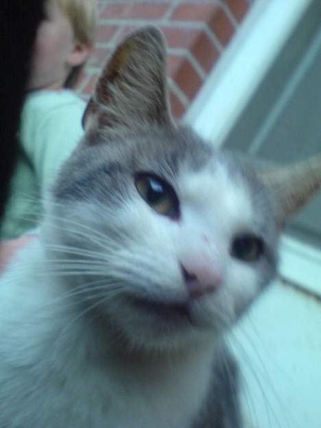 Blanding af racer Beauty†DØD† billede 7