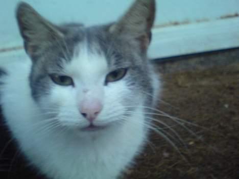 Blanding af racer Beauty†DØD† billede 8