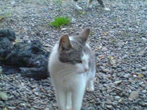 Blanding af racer Beauty†DØD† billede 10