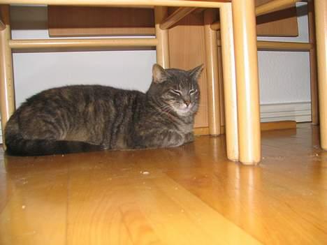 Huskat Venus (død d. 21/3-07) billede 16