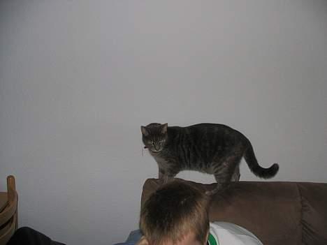 Huskat Venus (død d. 21/3-07) billede 17