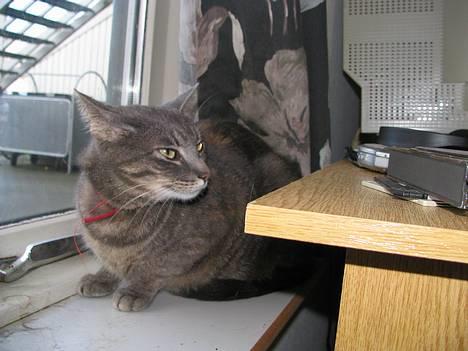 Huskat Venus (død d. 21/3-07) billede 18