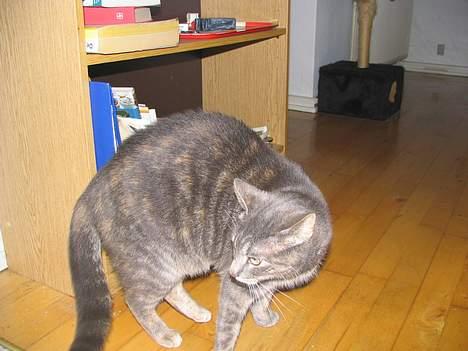 Huskat Venus (død d. 21/3-07) billede 19