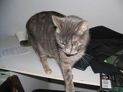 Huskat Venus (død d. 21/3-07) billede 20