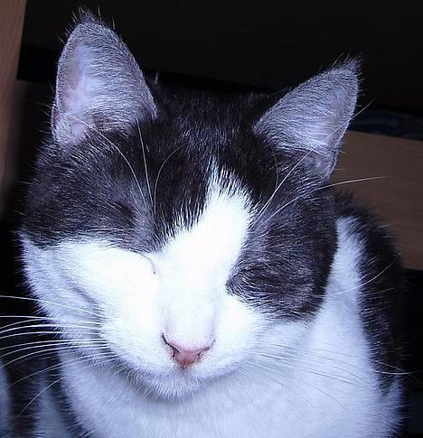 Huskat Hannibal - Ha ha i kan ikke se mig billede 1