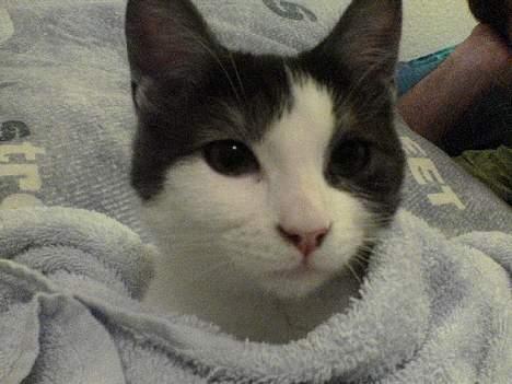 Huskat Hannibal - Se hvor fin han er  billede 2