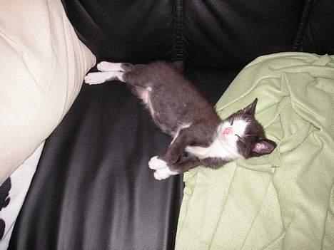 Huskat Magnus billede 1