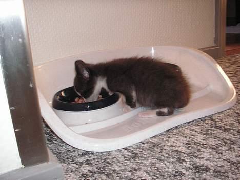 Huskat Magnus - Mmm mad billede 2