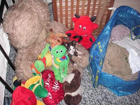 Huskat Magnus - Hvem kan finde mig? Thi hi billede 3