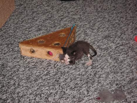 Huskat Magnus - Den her er min ynglings legetøj billede 4