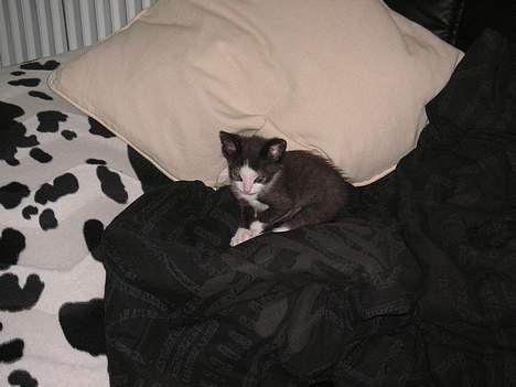 Huskat Magnus - åhh hvor er jeg træt nu billede 5