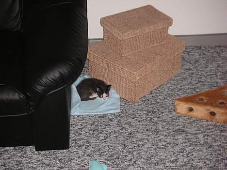 Huskat Magnus billede 8