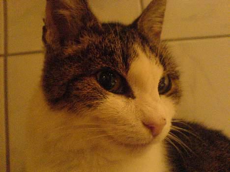 Huskat pjevs  - se mor jeg SMILER billede 1