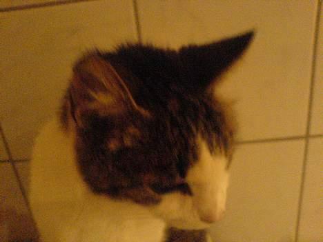 Huskat pjevs  - gå nu væk mor.... jeg gider ikke billede 2