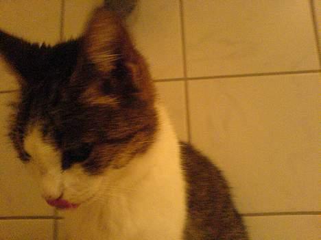 Huskat pjevs  - se min fine tunge billede 3