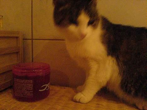 Huskat pjevs  - uhmmm hvordan kommer jeg væk hurtigst muligt billede 4