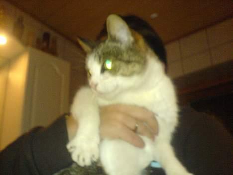 Huskat pjevs  billede 5