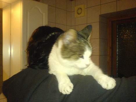 Huskat pjevs  - okay jeg overgir mig    billede 6