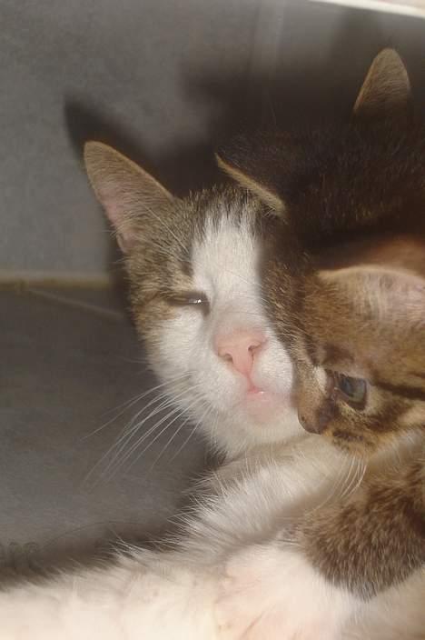 Huskat pjevs  - mig og min fine killing  billede 7