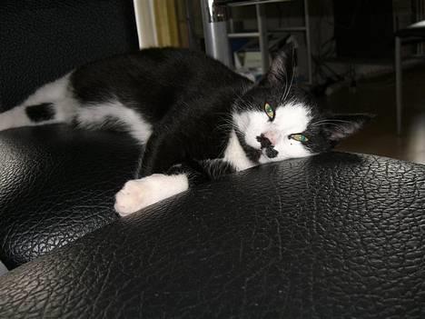 Huskat Gigi - Shh jeg prøver på at sove her! billede 1