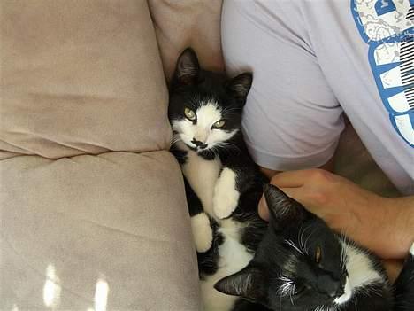 Huskat Gigi - Kæresten putter med Gigi og Marco billede 2