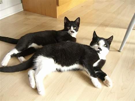 Huskat Gigi - Gigi og Adolf chiller :) billede 3