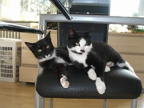 Huskat Gigi - Marco og Gigi chiller billede 4