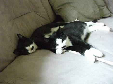 Huskat Gigi - Vi er dovne! Lad os venligst ligge og lad være med at tage billeder nå!!  :-) billede 5