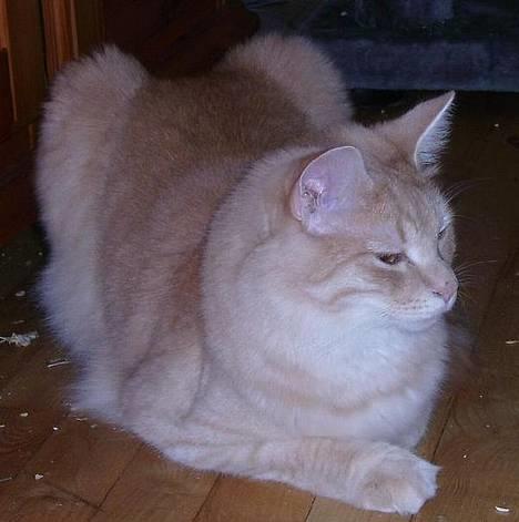 Norsk Skovkat Westerberg´s Wilbur billede 3