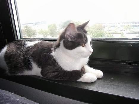 Huskat Hannibal billede 3