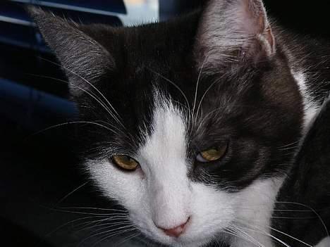 Huskat Hannibal billede 4