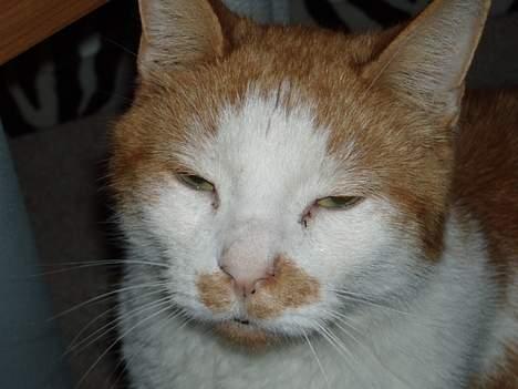 Blanding af racer Garfield R.I.P.5.6.2010 billede 10