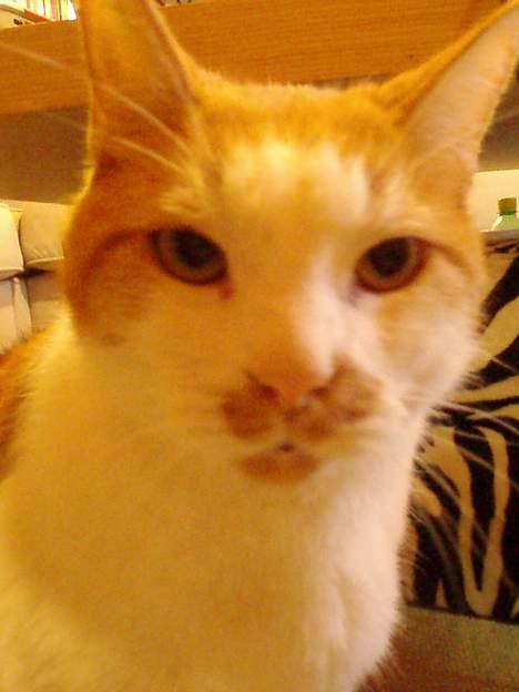 Blanding af racer Garfield R.I.P.5.6.2010 billede 11